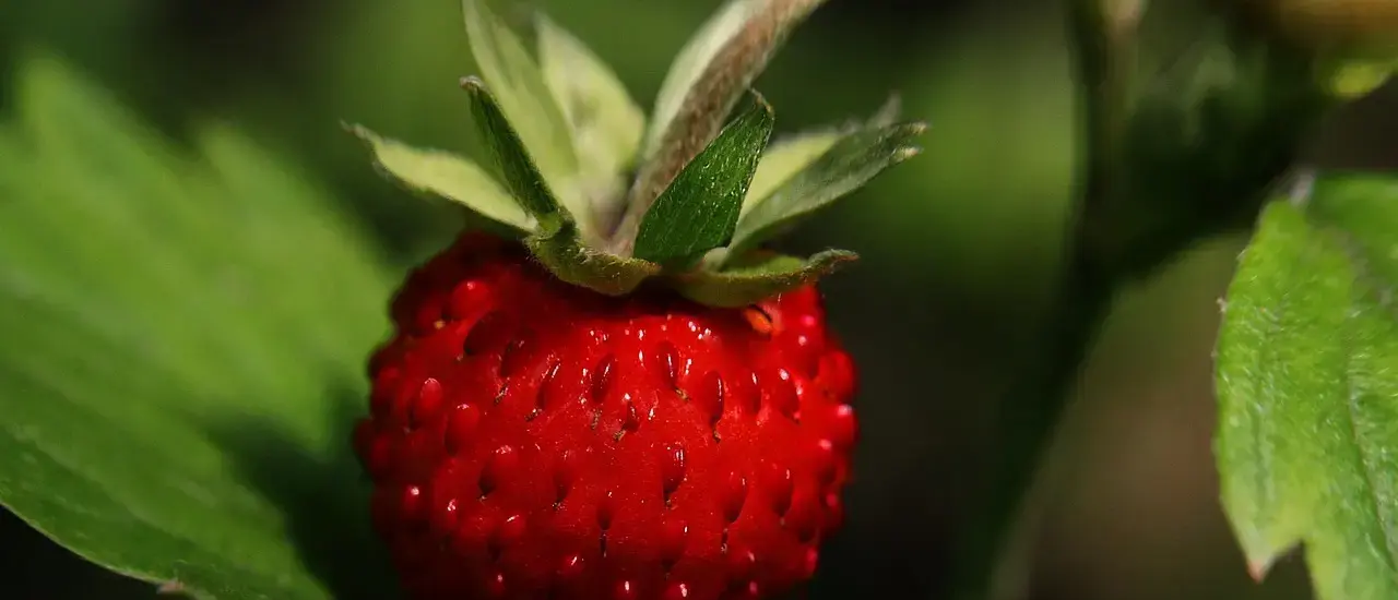 Hvad er forskellen på konventionelle og økologiske jordbærplanter?